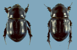 Black beetle-18